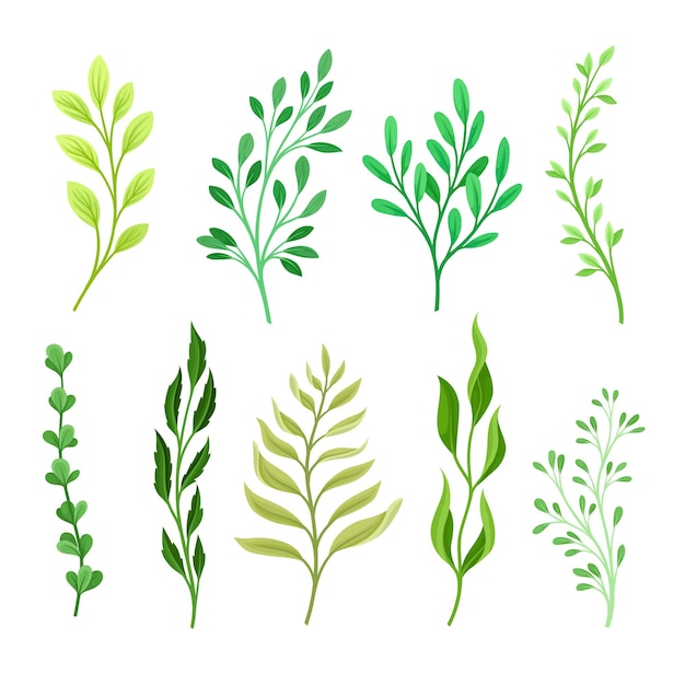 Set takken met verschillende bladeren. Vectorillustratie op een witte achtergrond