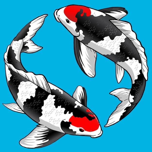 Set of Tancho Showa Koi fish for premium pack