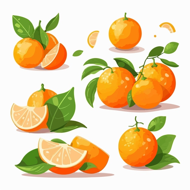 A set of tangerinethemed vector graphics perfect for food and beverage designs