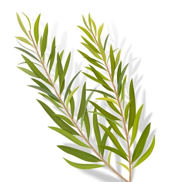 Set of tea tree leaves