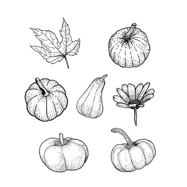 Vector set of thanksgiving collection isolated pumpkin flower leaf