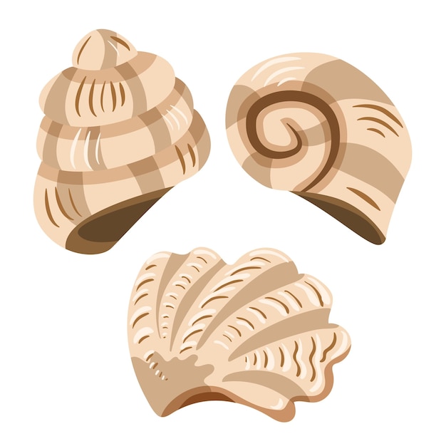 Set of three cartoon style seashells isolated on white background