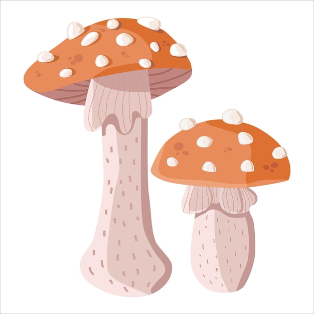 Set of three fly agaric mushrooms Amanita muscaria poisonous mushrooms Witchy plants