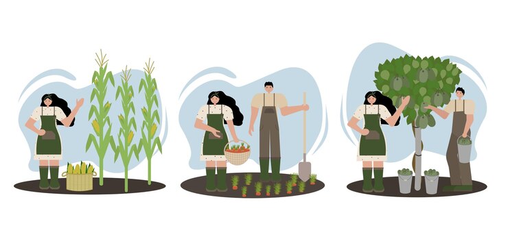 Vector set of three images depicting the harvest of corn carrots and kiwi