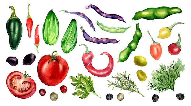 Set of tomato cucumber hot peppers and beans watercolor illustration isolated on white Vegetables