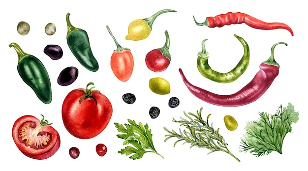 Vettore insieme dell'illustrazione dell'acquerello delle erbe e dei peperoncini piccanti delle olive del pomodoro isolata su bianco jalapeno