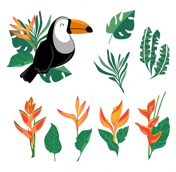 Vector set toucan print and leaves, exotic bird and heliconia flower, tropical bird.