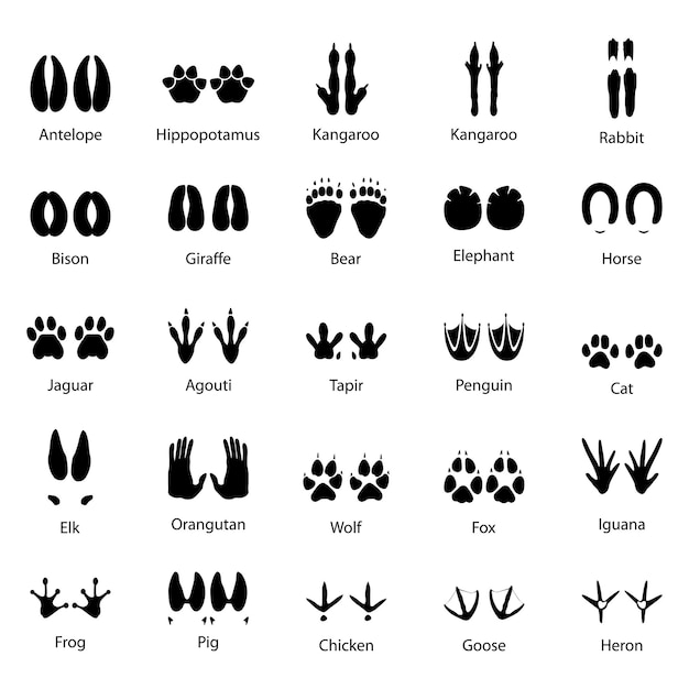Vector set of traces of animals and birds, vector illustration