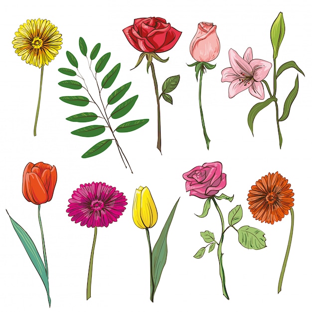 Vector set of traditional flowers for bouquet.