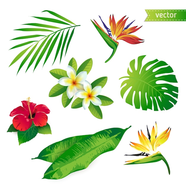 Set of traditional tropical flowers and leaves