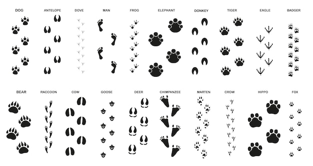 Set of trails for animals and birds with the name Animal paw prints