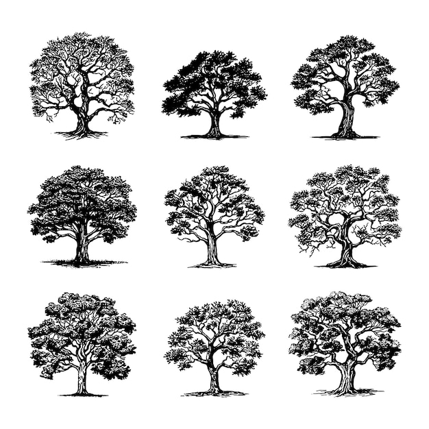 Set di vettori disegnati a mano dell'albero