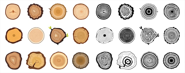 Set of tree trunk cross Cross section of the trunk Wood texture