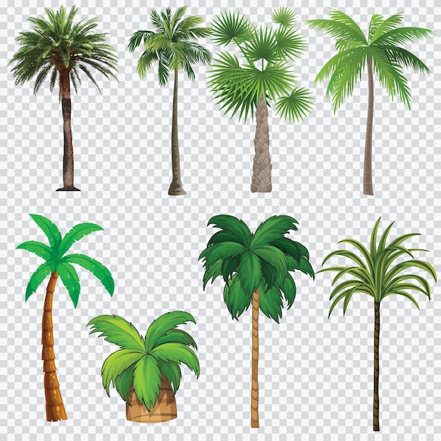 Vector set of tree vector isolated