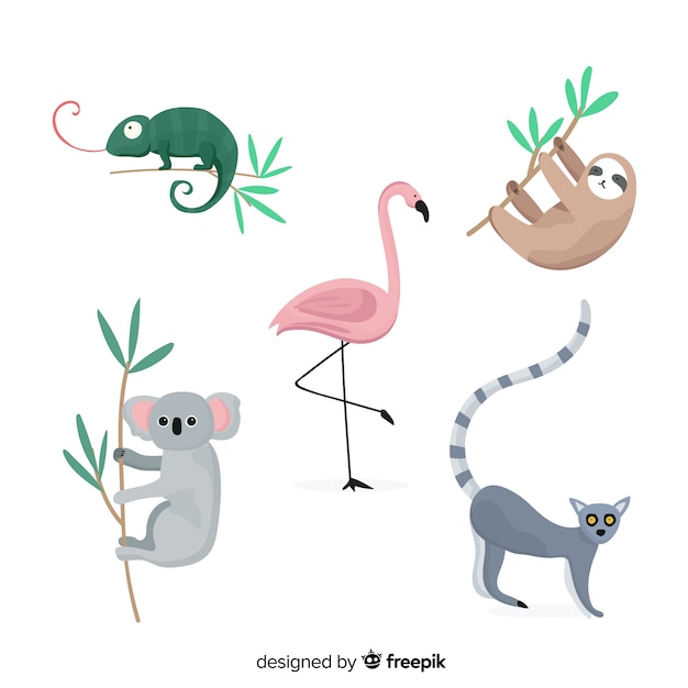 Insieme di animali tropicali: camaleonte, koala, fenicottero, bradipo, lemure dalla coda ad anelli. design in stile piatto