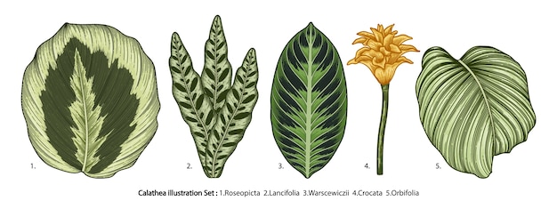 Vettore set di foglie di calathea tropicale isolato su bianco