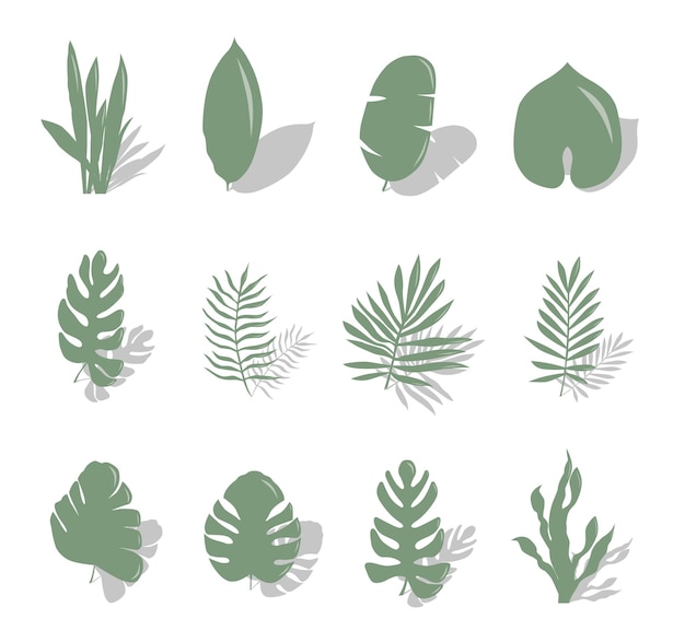 Set of tropical exotic leaves of different types Green leaves with shadows