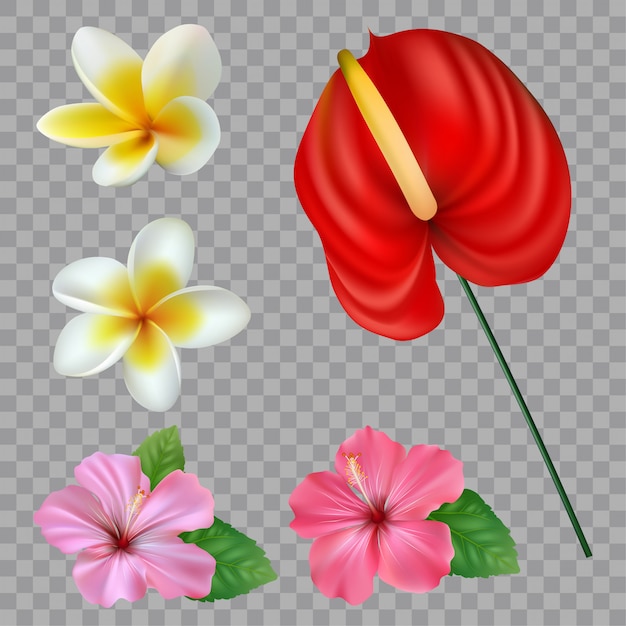 Set of tropical flowers collection. vector isolated elements on the white background