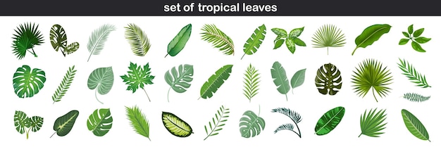 Set of tropical flowers and leaves on an isolated transparent background Vector illustration