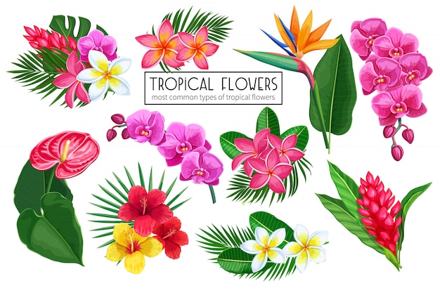 set tropical flowers