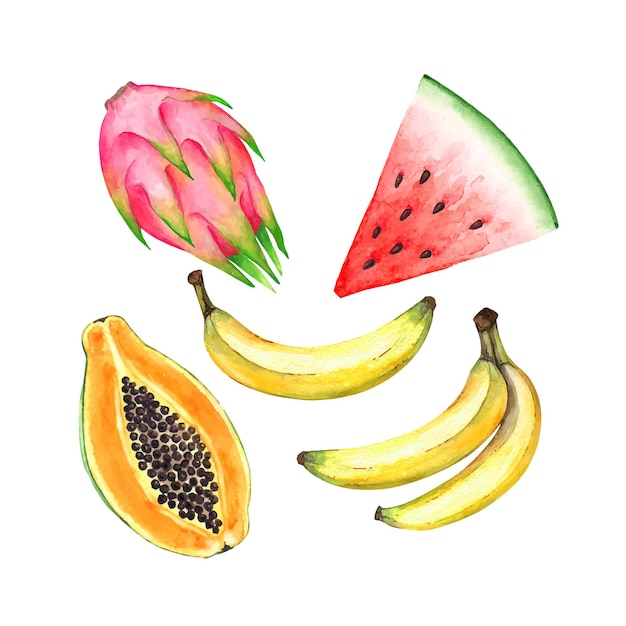 Set of tropical fruits drawing vector watercolor