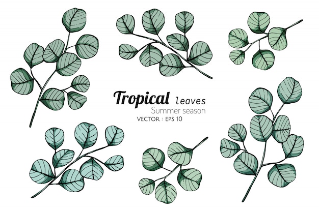 Vector set of tropical leaf drawing illustration