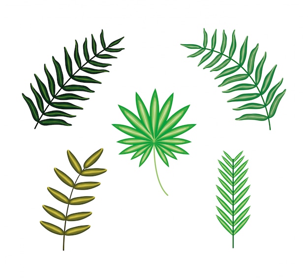 Set of tropical leafs plants