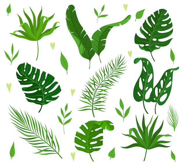 Set of tropical leaves of different shapes.