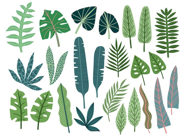 Set of tropical leaves drawn in flat doodle style leaves of jungle plants palm trees monstera