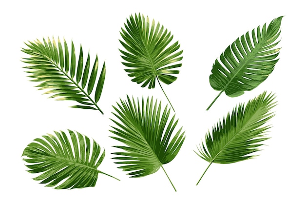 Vector a set of tropical leaves of palm trees