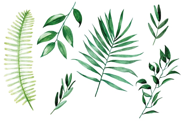 set of tropical leaves watercolor drawing isolated on white background