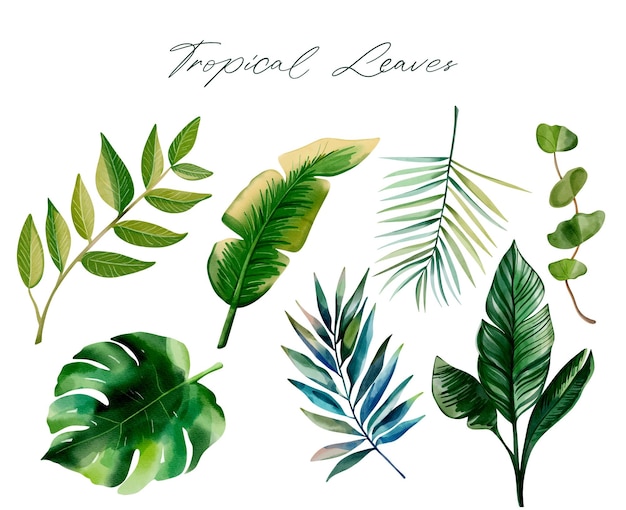 set of tropical leaves watercolor exotic leaves palm leaves hand drawn floral collection