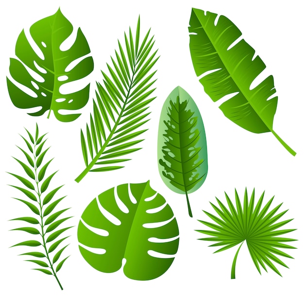 Vector set tropical leaves