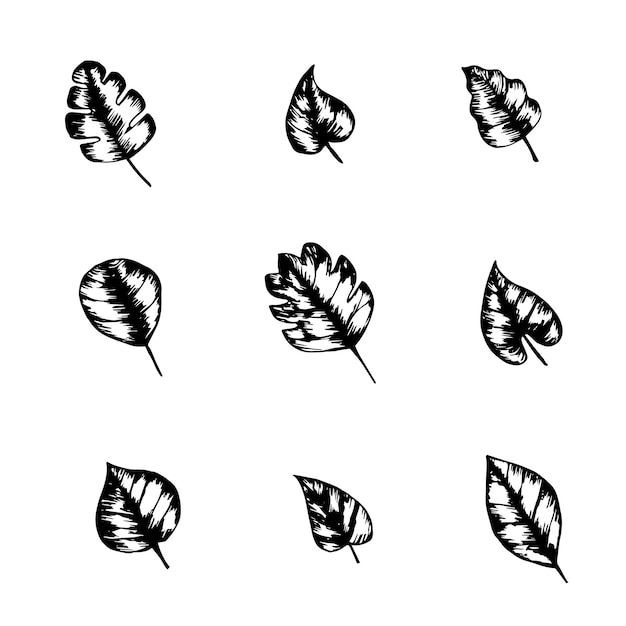 Vector set of tropical leaves