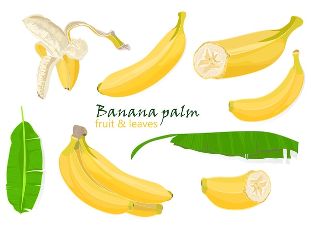 Set tropical palm banana leaves Single peeled and sliced fruits realistic drawing in flat color style isolated on white background