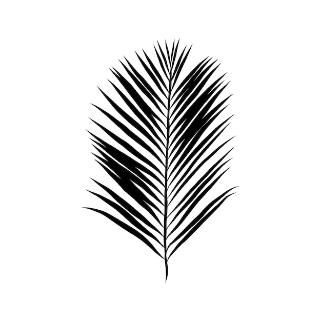 Vector set of tropical palm leaves black silhouettes isolated  vector