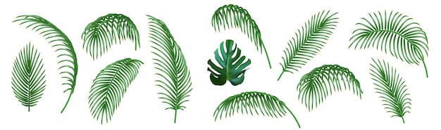 Set of tropical palm tree branches. Green realistic palm leaves, decorative design elements. isolated on white background. vector illustration