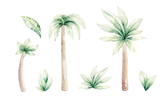 A set of Tropical palm trees, leaf collection. Vector watercolor realistic illustration.