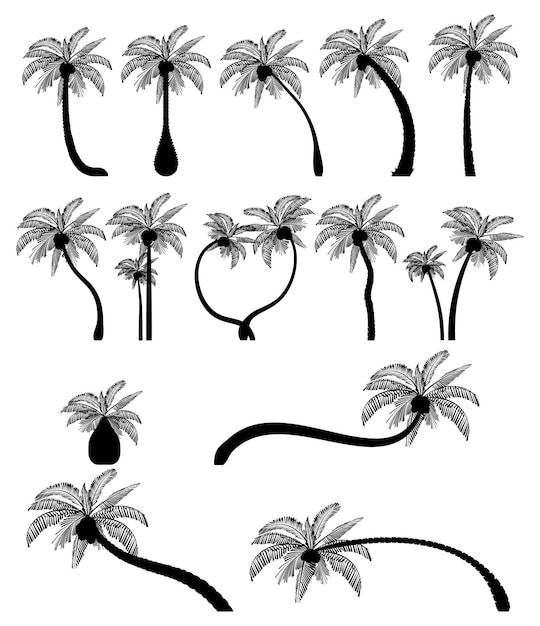 Набор тропических пальм с листьями зрелых и молодых растений черные силуэты изолированные
