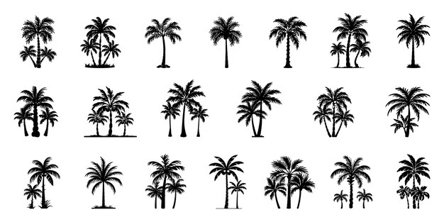 Vector set tropical palm trees with leaves mature and young plants black silhouettes isolated on white ba