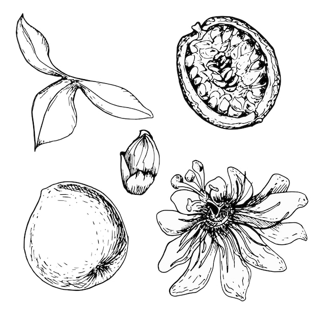 Set of tropical passion fruit and passion flower vector illustration isolated on white Maracuja