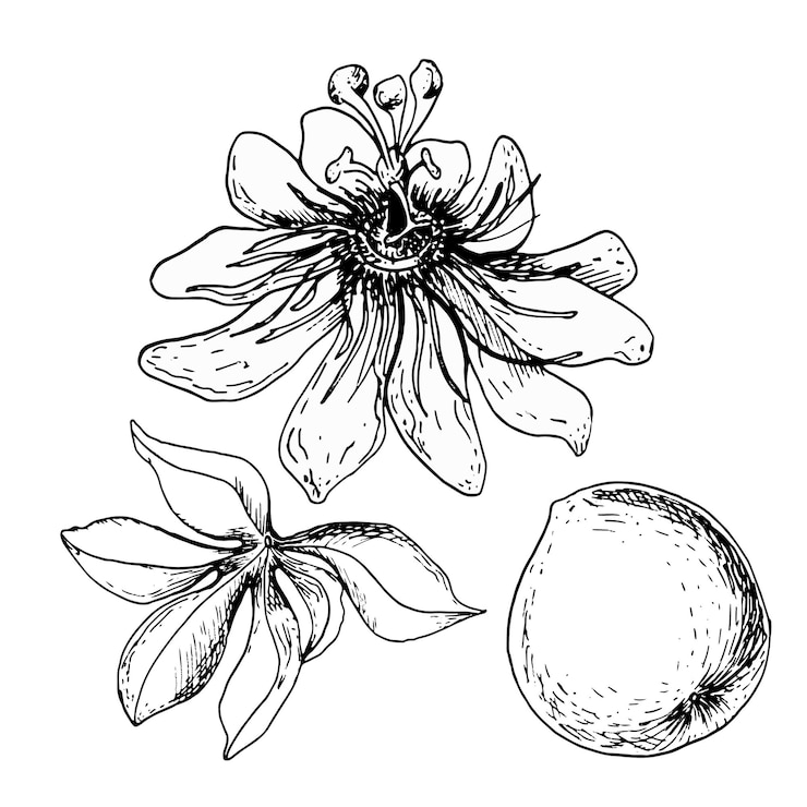 वेक्टर set of tropical passion fruit and passion flower vector illustration isolated on white maracuja