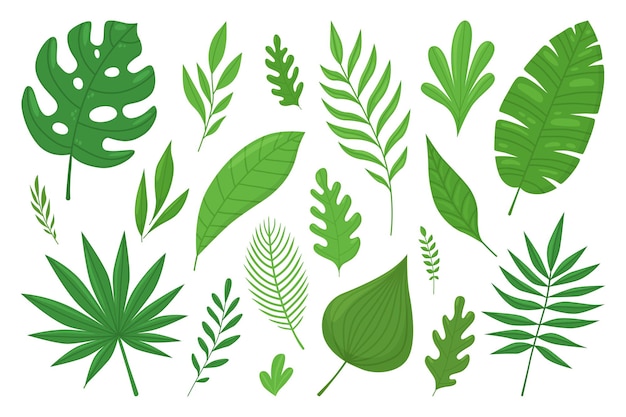 Vector set of tropical plants monstera banana and palm leaves green exotic foliage