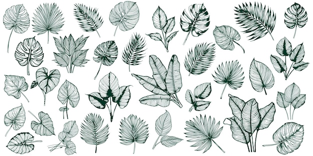Vector set tropische bladeren omtrek blad vector illustratie geïsoleerd op de achtergrond