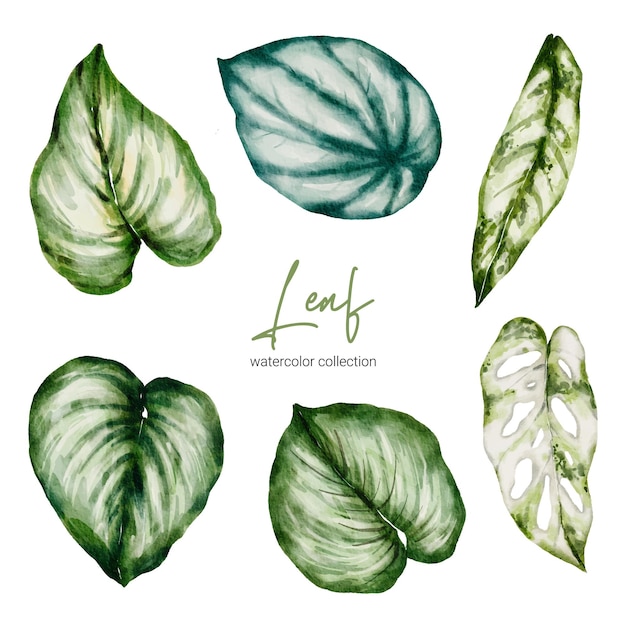 Set tropische elegante monstera en caladium in aquarelstijl