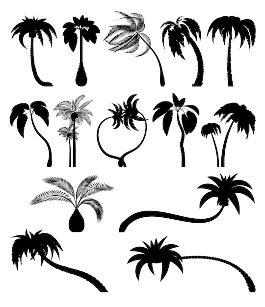 Vector set tropische palmbomen met bladeren volwassen en jonge planten zwarte silhouetten geïsoleerd op een witte achtergrond vector palm icon