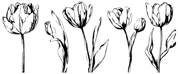 Vettore set di fiori del mese di nascita del tulipano nel vettore disegnato a mano dell'illustrazione di vettore di linea botanica di marzo