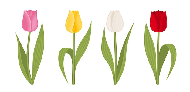 Vector set of tulips