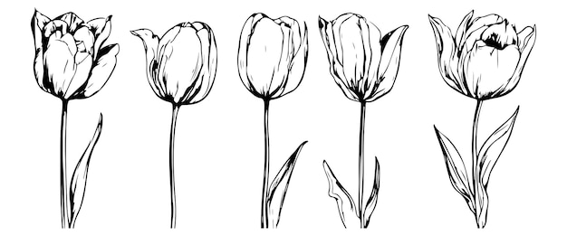 Set tulpen geboortemaand bloemen in maart botanische lijn kunst vector illustratie hand getekende vector