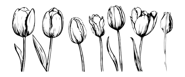 Set tulpen geboortemaand bloemen in maart botanische lijn kunst vector illustratie hand getekende vector